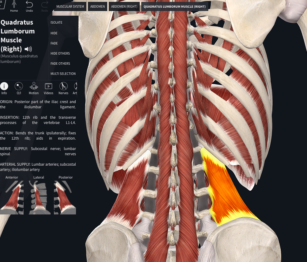 quadratus lumborum Small Street Clinic Hampton